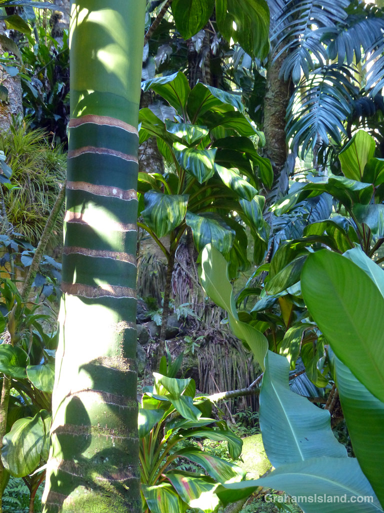 Tropical foliage in Hawaii