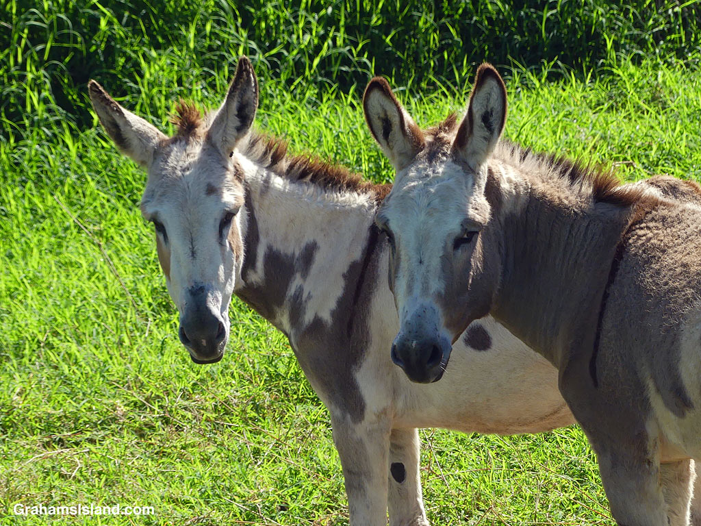 Two donkeys in North Kohala, Hawaii