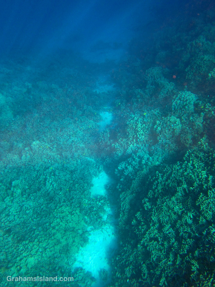 Coral at Two Step, Hawaii