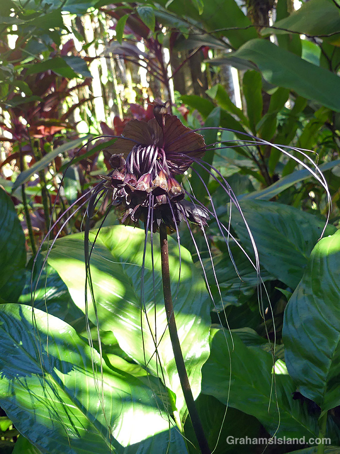 A Bat Plant at Hawaii Tropical Botanical Garden