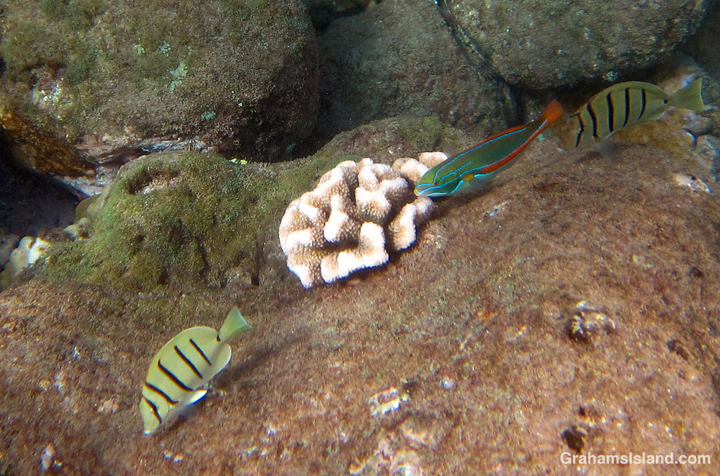 A Belted Wrasse swims in the waters off Hawaii