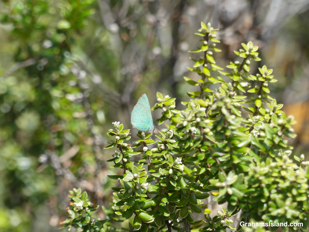 A Blackburn’s Blue Butterfly in Hawaii