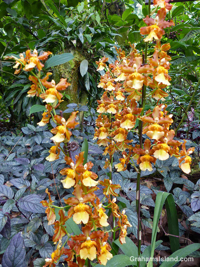 A Catatante Pacific Sunspots Orchid at Hawaii Tropical Botanical Garden