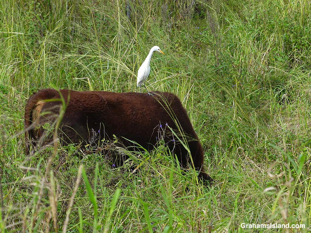 A cattle egret on a steer in Hawaii