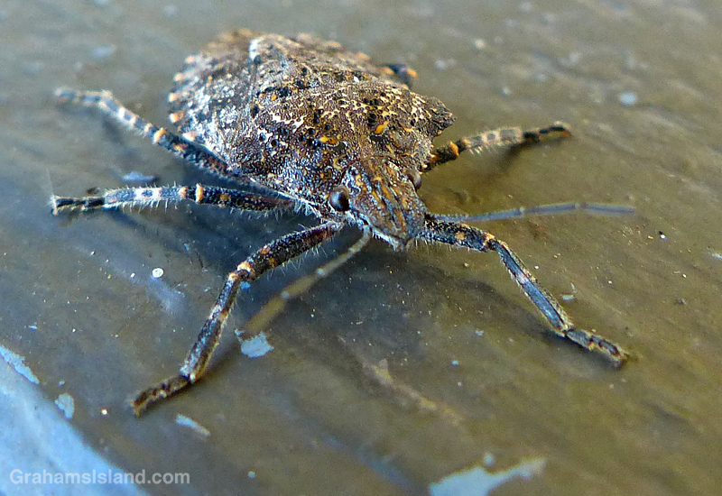 A Four Humped Stink Bug in Hawaii