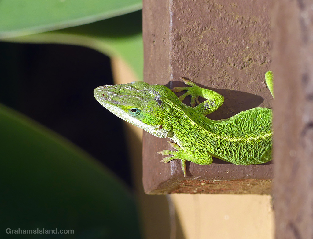A Green Anole seen from above in Hawaii