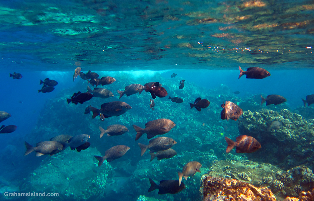 Highfin chubs in the waters off Hawaii