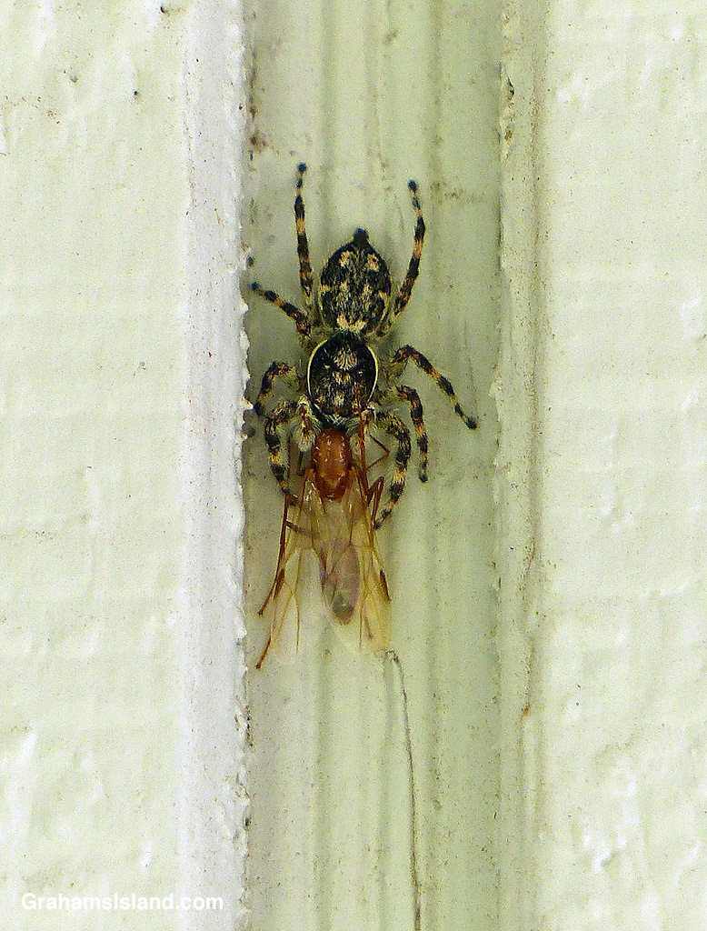A Jumping Spider snags a flying ant in Hawaii
