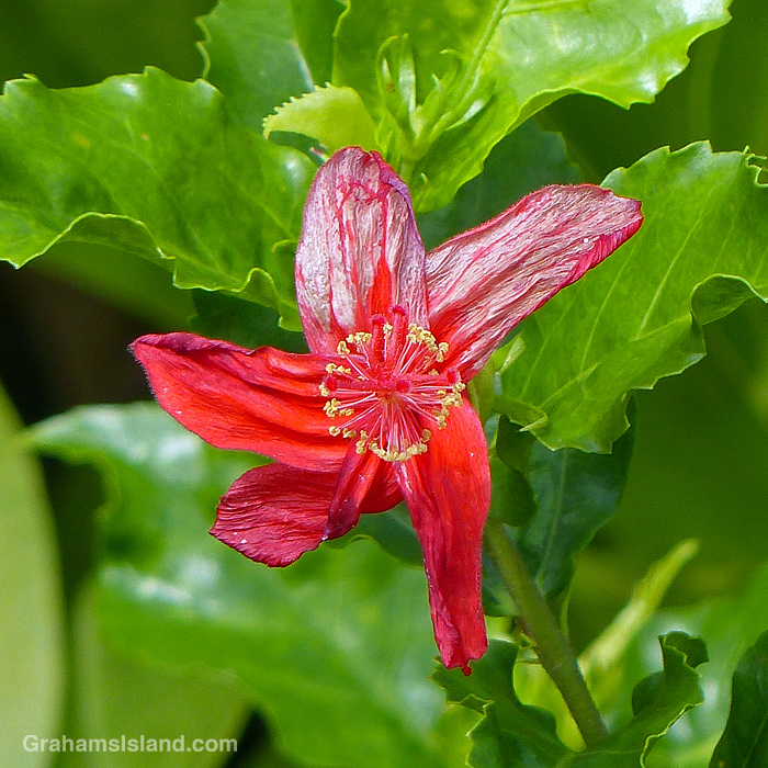 A native Koki'o 'Ula'Ula flower in Hawaii