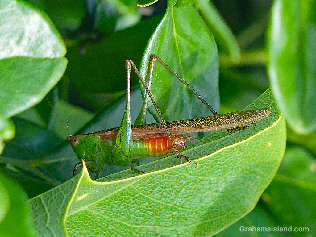 A Lesser Meadow Katydid in Hawaii
