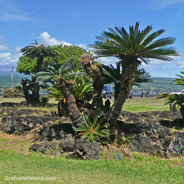 Palms in Liliuokalani Park in Hilo, Hawaii
