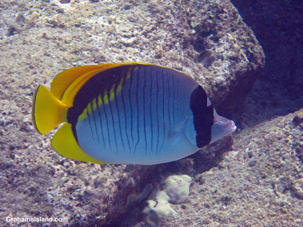 A Lined Butterflyfish in the waters off Hawaii