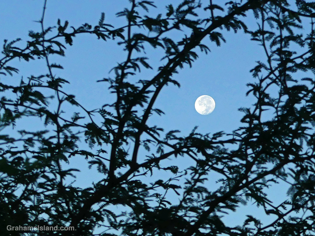 Full moon through foliage in Hawaii