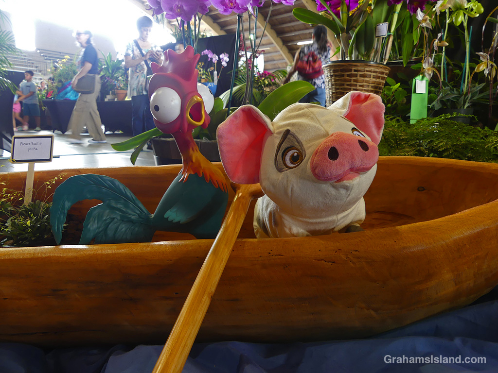 A display at the Hilo Orchid Show, Hawaii
