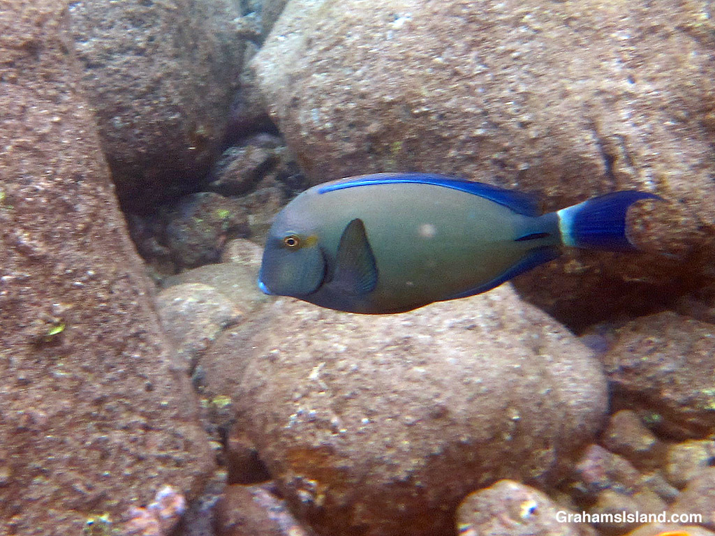 A Ringtail Surgeonfish in the waters off Hawaii