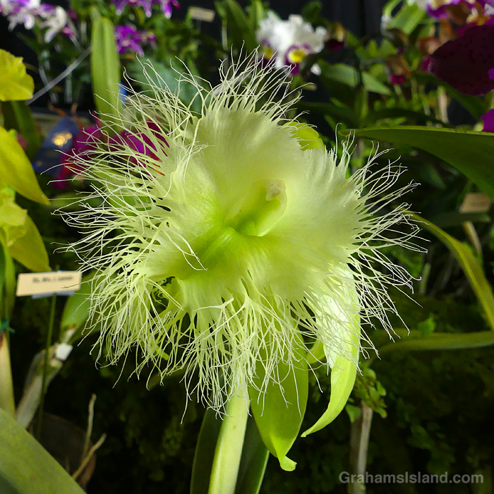 An Rl. digbyana 'Haiku Green' orchid at HIlo Orchid Show, Hawaii