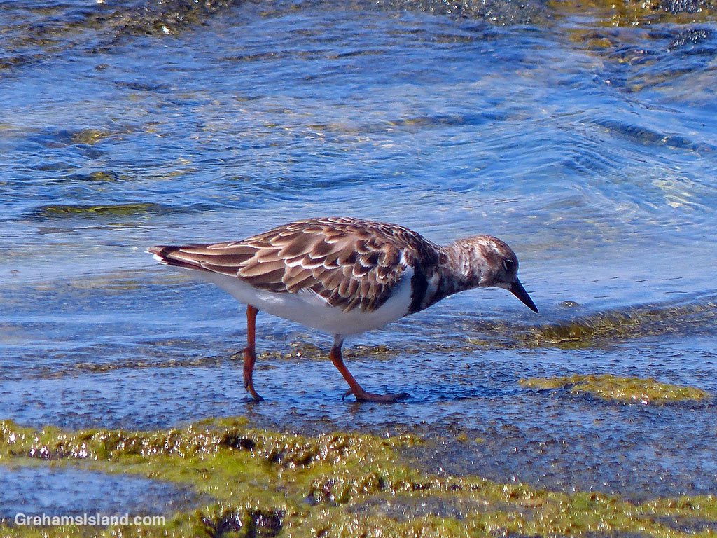 A Ruddy Turnstone on the coast in Hawaii
