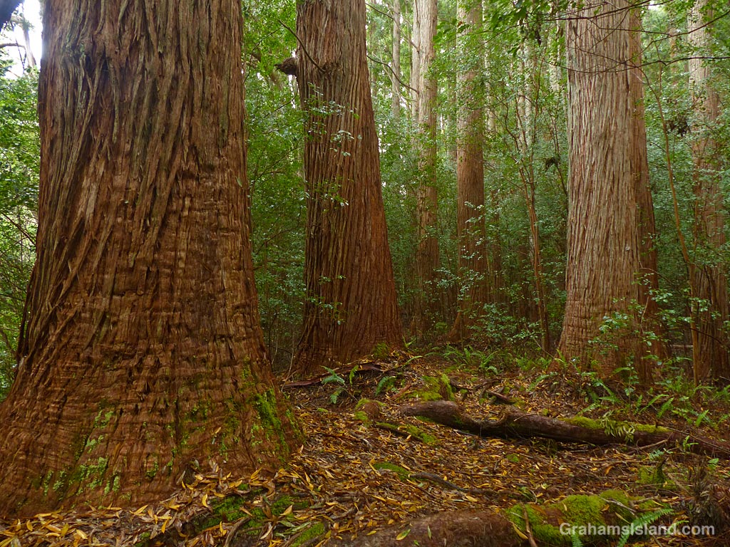 Tree trunks at Kalopa State Park in Hawaii