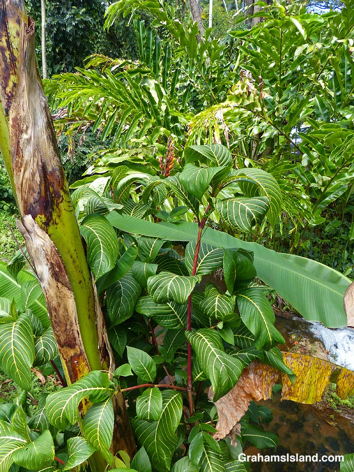 Tropical foliage in Hawaii