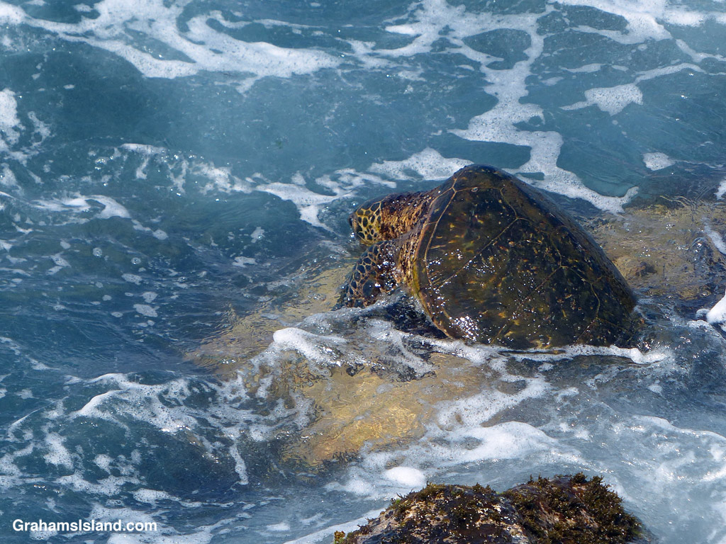 A Green Turtle on the rocks in Hawaii