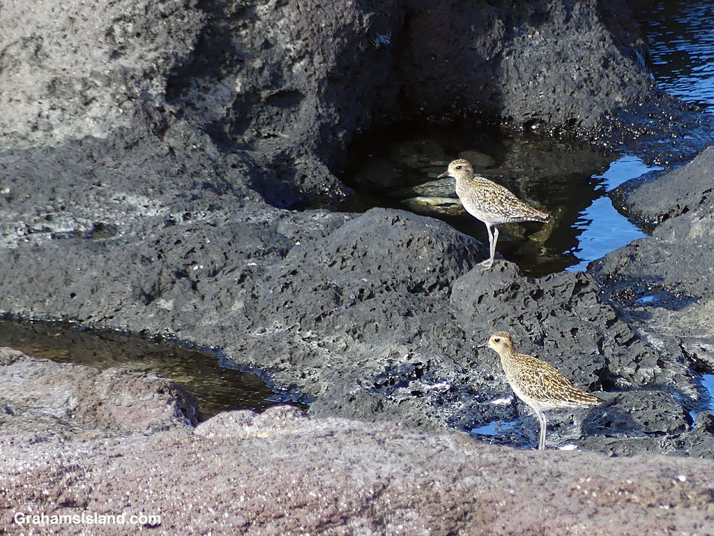 Two golden plovers on the coast of North Kohala, Hawaii