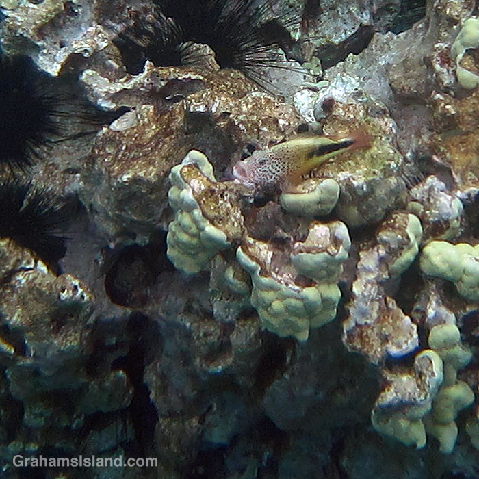 A Blackside Hawkfish in the waters off Hawaii