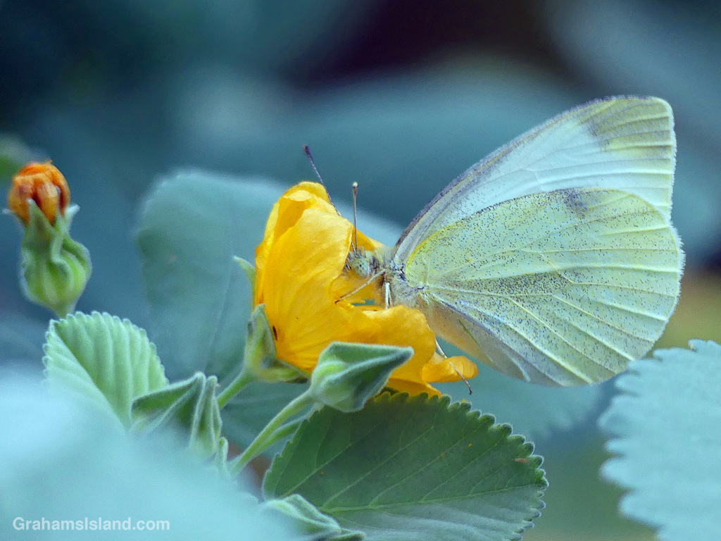 A Cabbage White Butterfly on Ilima flower in Hawaii