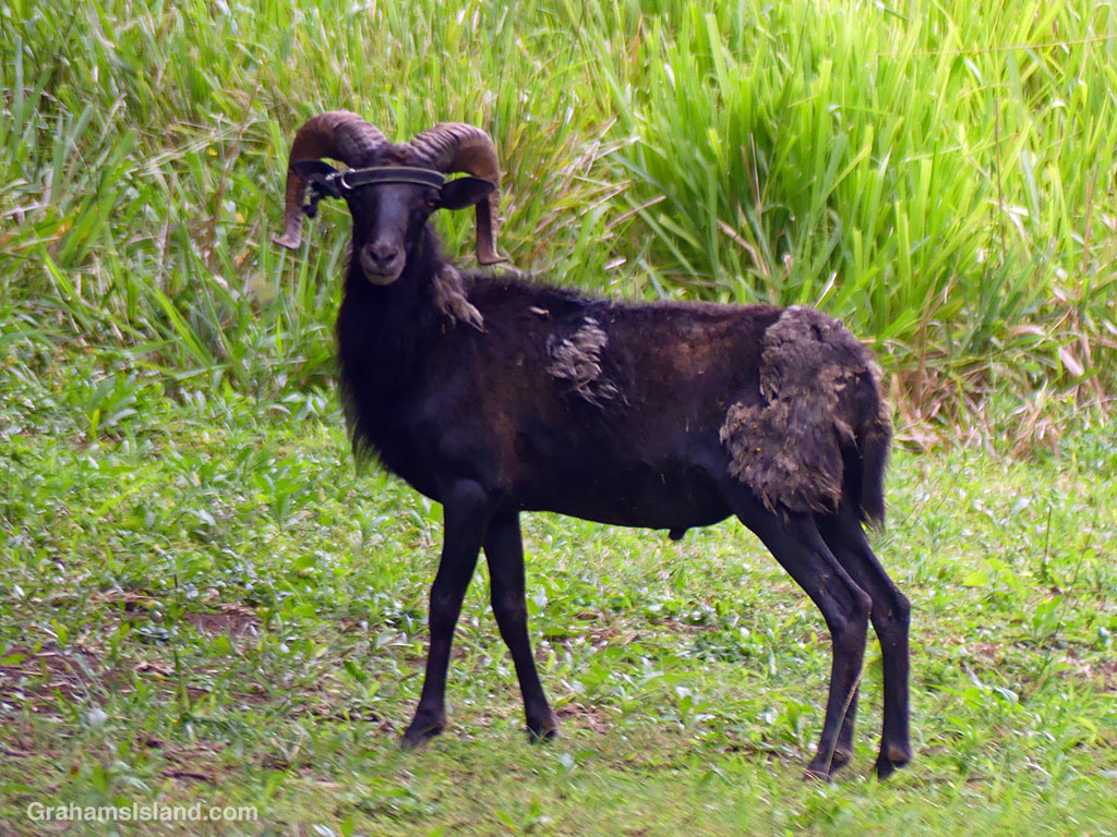 A goat in Hawaii