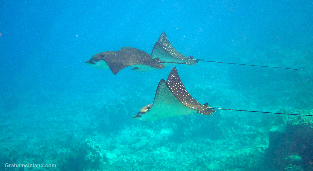 Three eagle rays swimming on the waters off Hawaii