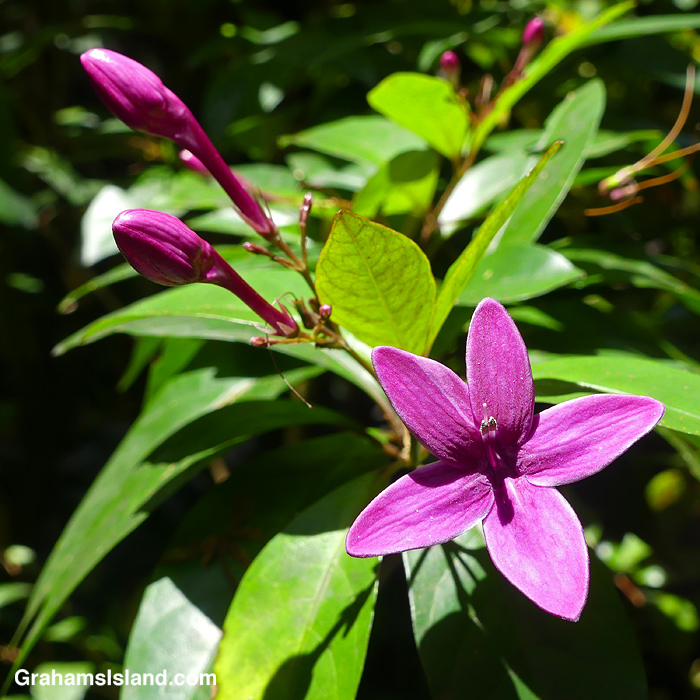 Earantheumum laxiflorum flowers in Hawaii