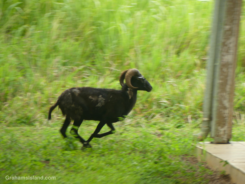 A goat running away in Hawaii