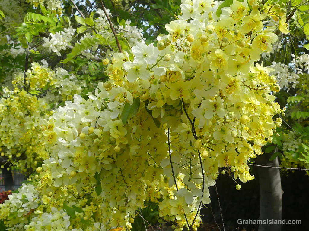 Golden Shower tree flowers at Mauna Lani, Hawaii