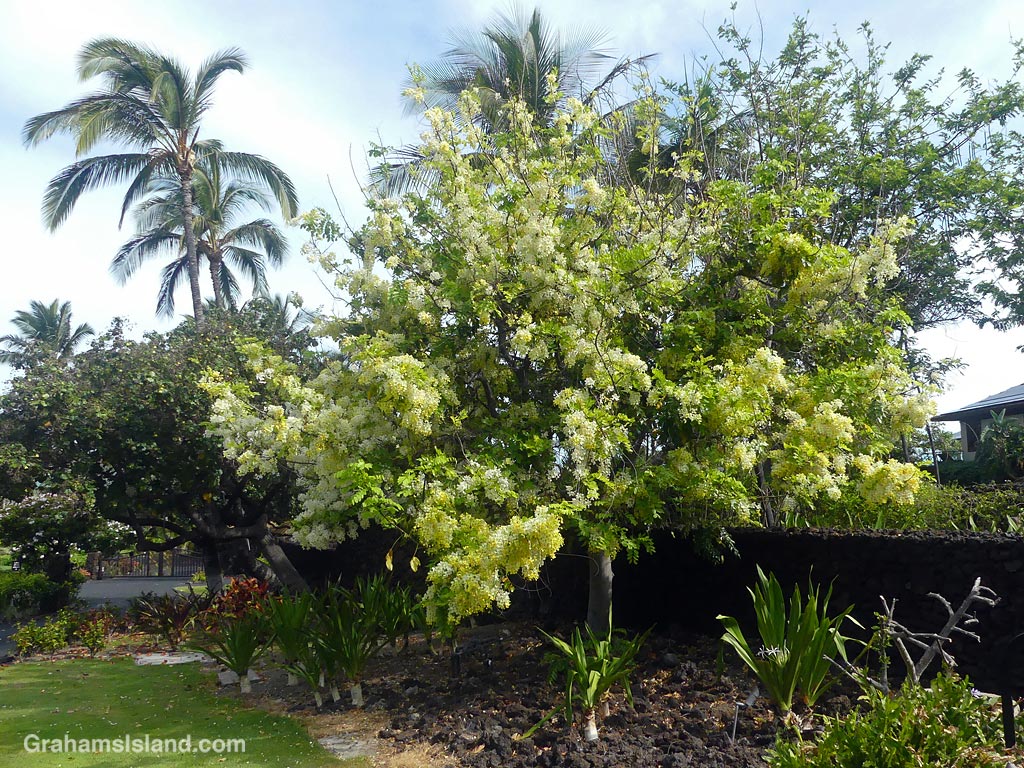 A Golden Shower tree at Mauna Lani, Hawaii