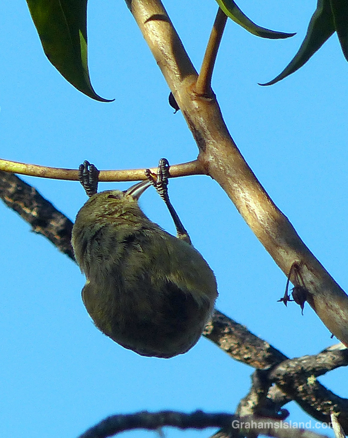 A Hawaii Amakihi in Hawaii