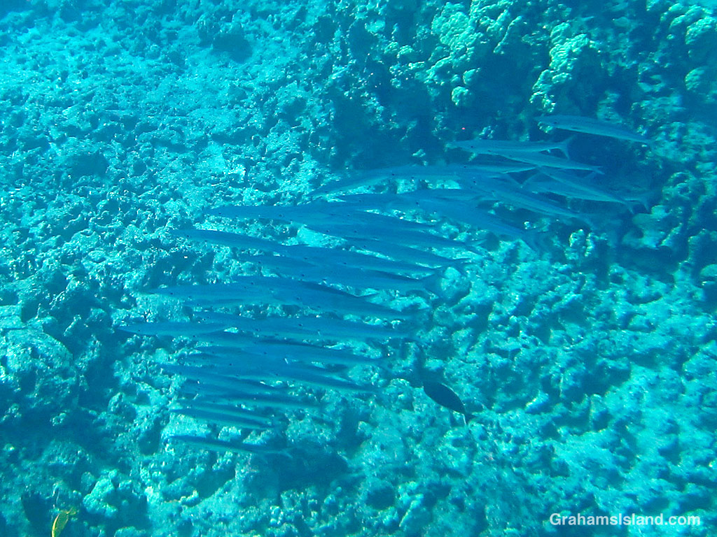 A school of Heller's Barracudas in the waters off Hawaii