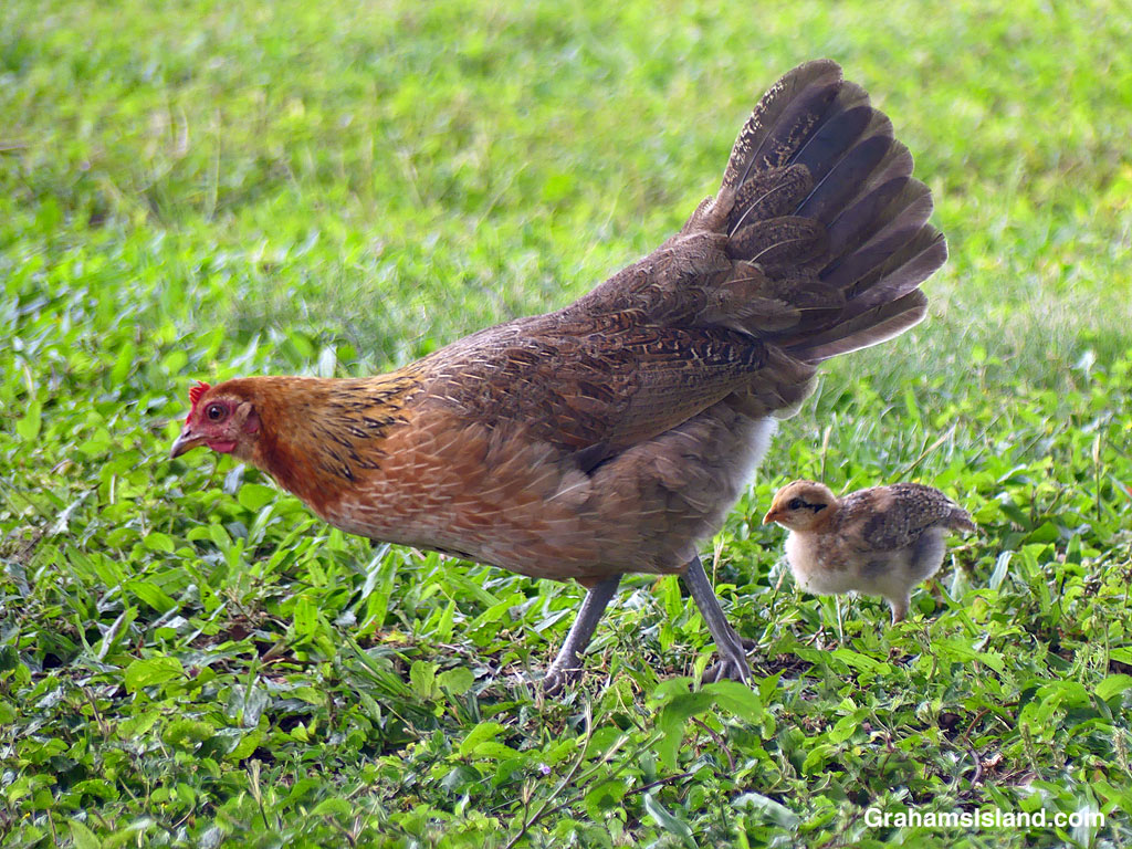A Hen with her chick in Hawaii
