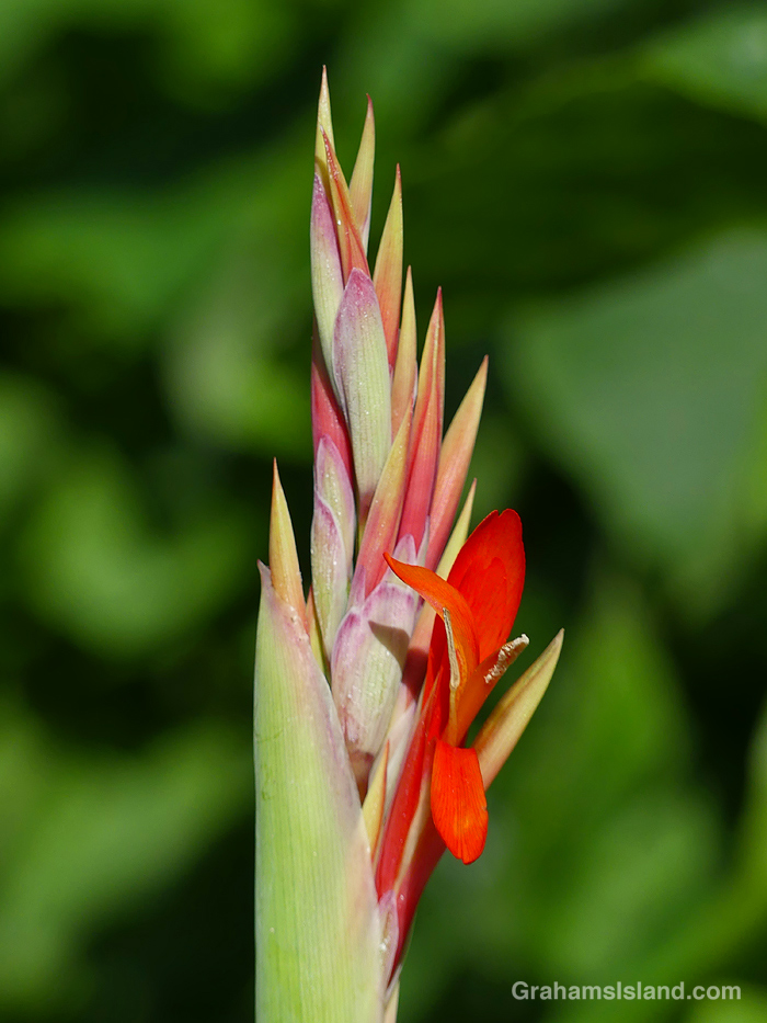 An Indian Shot Cana Lily in Hawaii