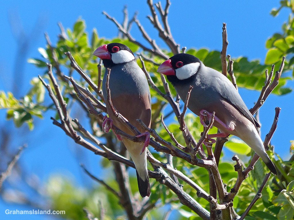 Two Java Sparrows on the lookout in Hawaii