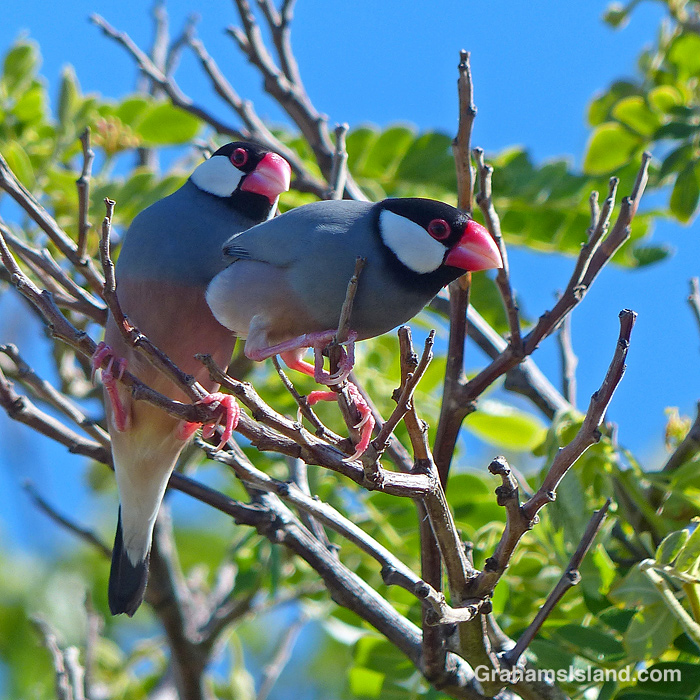 Two Java Sparrows on the lookout in Hawaii