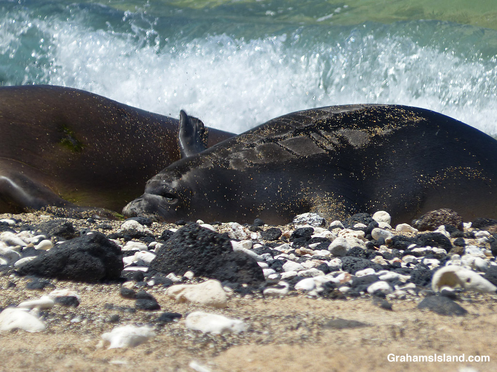 A Hawaiian Monk seal pup on a beach in Hawaii