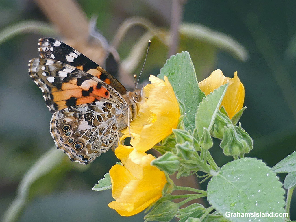 A Painted Lady Butterfly on Ilima flower in Hawaii