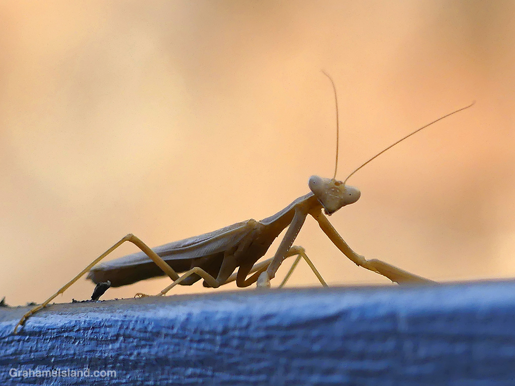 A Praying Mantis on a rail in Hawaii
