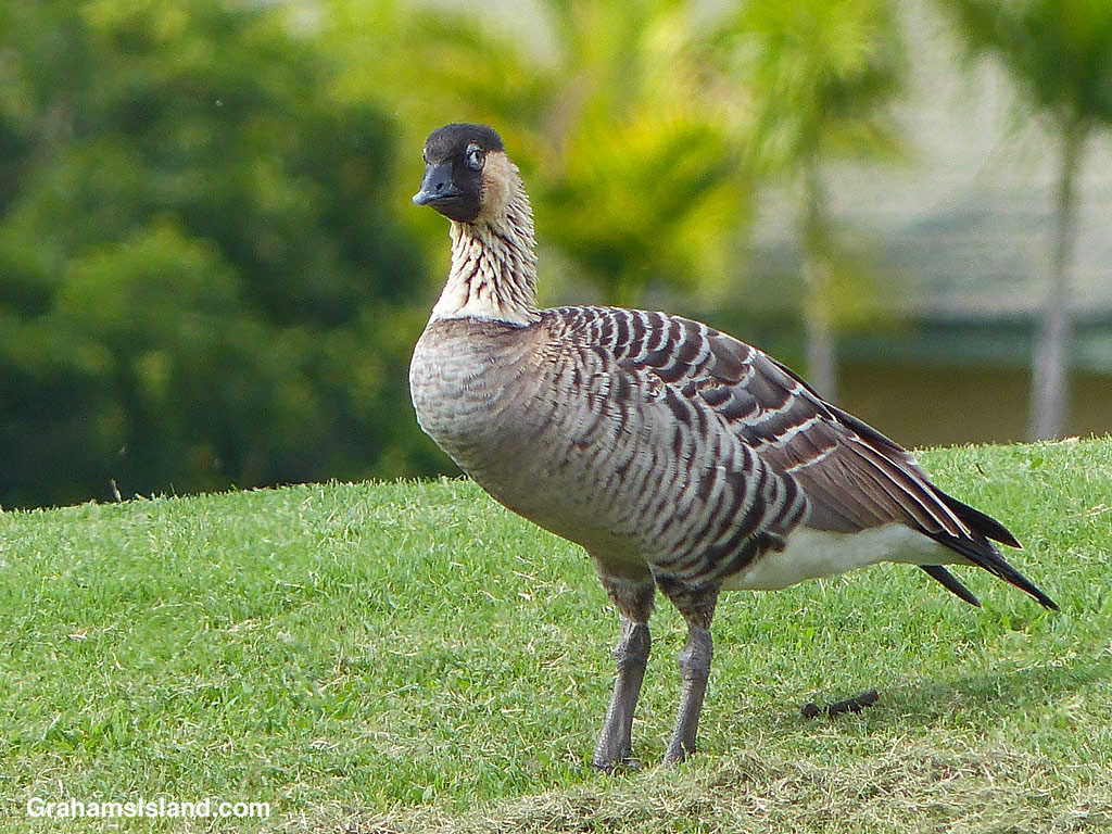 A nene looks suspicious in Hawaii