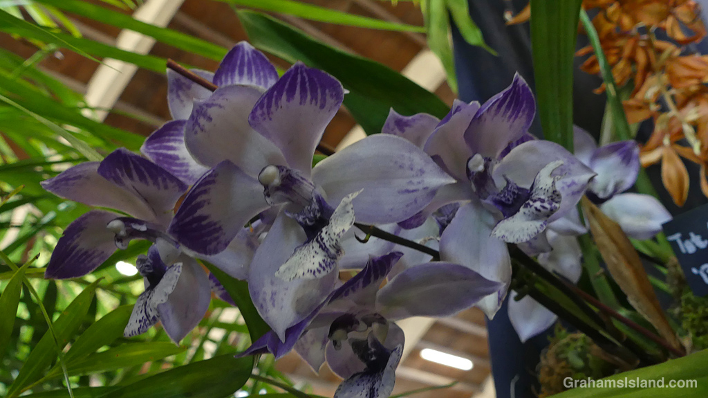 A Tst. Melinda Marie 'Blue Sapphire' at the Hilo Orchid Show in Hawaii