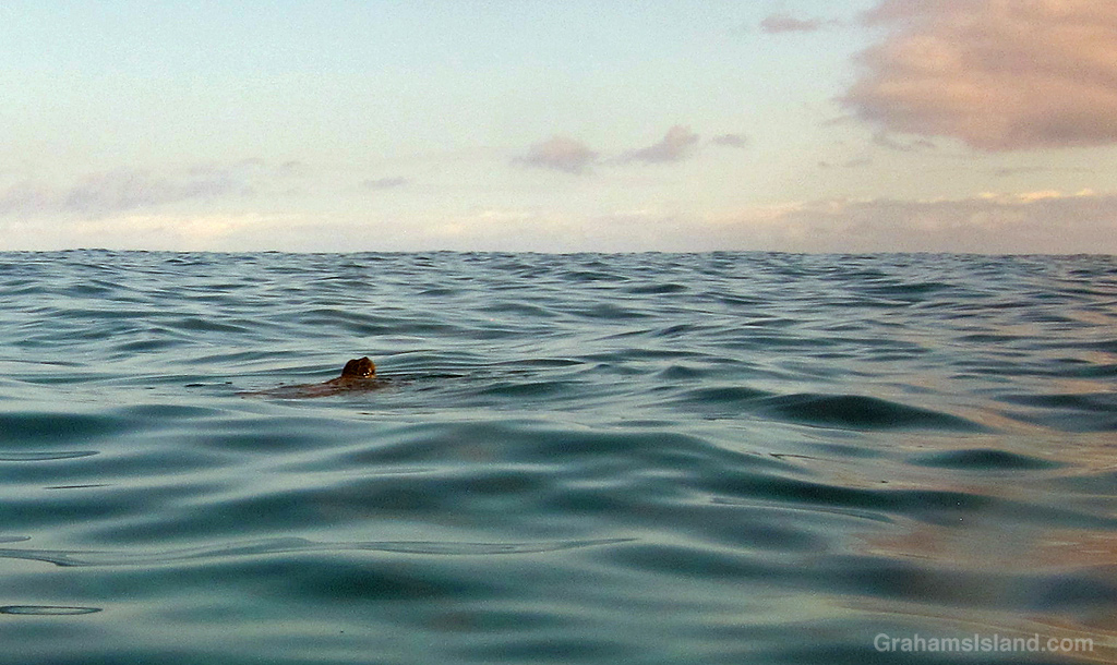 A Green Turtle takes a breath in the waters off Hawaii