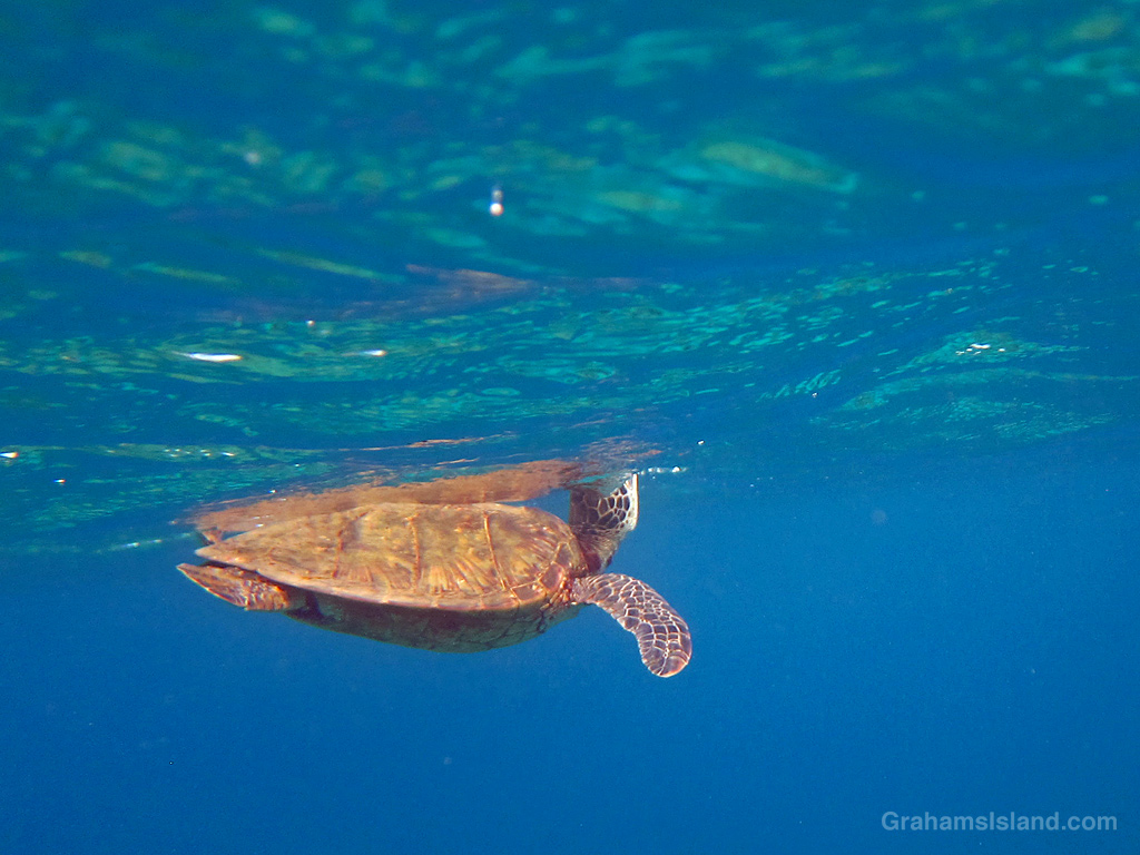 An Hawaiian Green Turtle takes a breath in the waters off Hawaii.