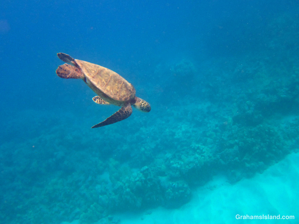 An Hawaiian Green Turtle dives in the waters off Hawaii.