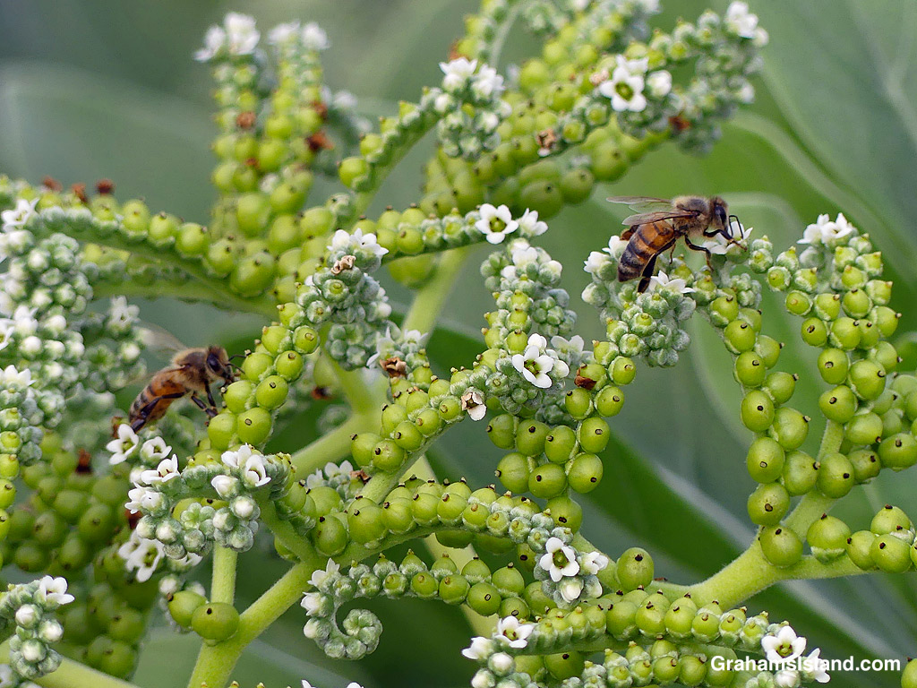 Two bees on a Tree Heliotrope in Hawaii