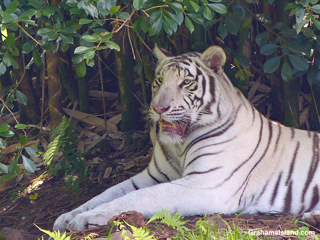 Tzatziki, the white tiger at Pana’ewa Zoo and Gardens in Hilo Hawaii