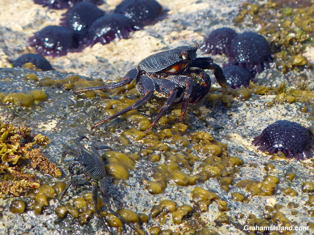 A'ama Crabs and Helmet Urchins on the coast in Hawaii